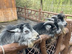 -佛冈森波拉度假区