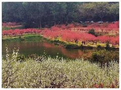 -南国桃园旅游度假区