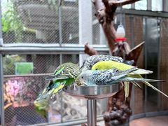 -正佳雨林生态植物园