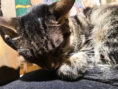 -more than meow吴止猫主题餐厅(承德 中船汇店)