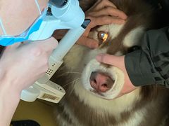 -芭比堂动物医院·犬猫全科·异宠专科(雁塔分院)