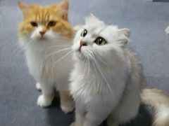 android_upload_pic-喵的天空名猫咖啡馆·撸猫·猫舍·用品