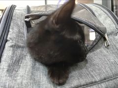 -芭比堂宠物医院·全科爱猫医院·仁德分院