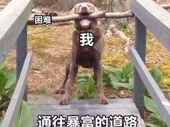 -顺德哥卜卜贝(旗舰店)
