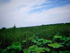 -洪湖生态旅游区