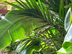 -云阿蛮云南生烫牛肉米线(奉贤路店)