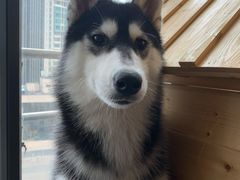 -Husky Go! 哈士奇体验馆·宠物咖啡厅狗咖