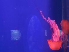 -芜湖新华联大白鲸海洋公园