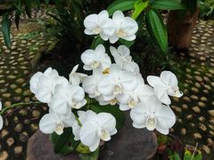 -深圳市中科院仙湖植物园