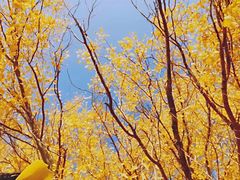 -金塔沙漠胡杨林景区
