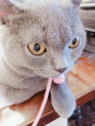 -Miss·A日式美甲美睫