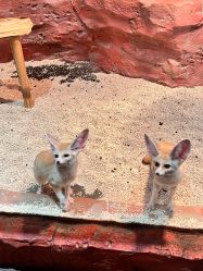 -Zoolung Zoolung动物主题公园(海信广场店)