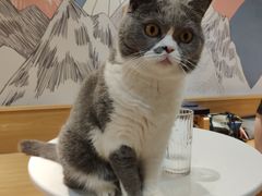 -滚猫咖啡·猫咖·猫友好撸猫(未来城店)