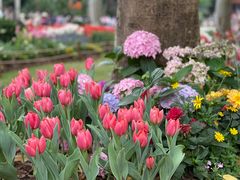 -深圳仙湖植物园