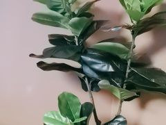 -端艾堂·SPA·艾灸(棕榈泉013店)