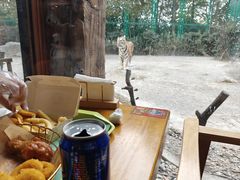 -上海野生动物园老虎餐厅