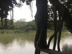 -小洲村