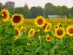 -郫都区农科村景区