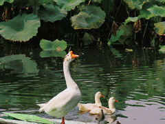 -翠湖公园