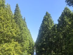 -黄海国家森林公园