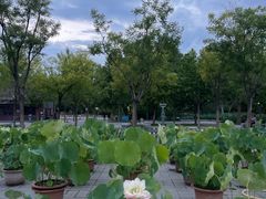 -莲花池公园