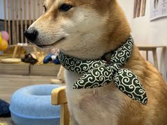-柴迷FANS CLUB·柴犬狗咖·猫咖