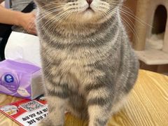 -猫咪派对(江南西店)