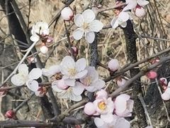 -帽儿山国家森林公园