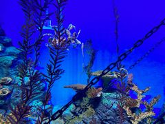 -上海海洋水族馆