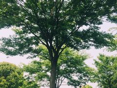 -崇明东平国家森林公园烧烤房车露营地