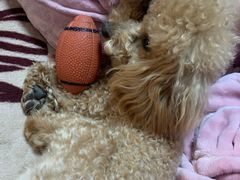 -艾贝尔宠物医院·24H转诊中心·肿瘤猫专科(江宁双龙店)