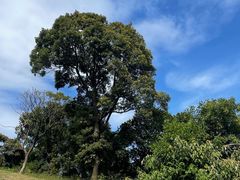 -黄埔油麻山森林公园