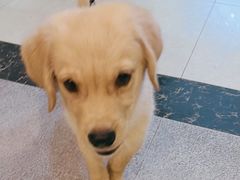 -宠颐生汉谟拉比宠物医院