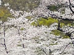 -井之头恩赐公园
