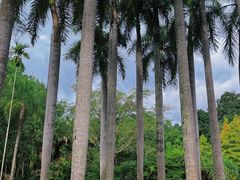 -中国科学院西双版纳热带植物园