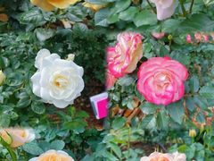 -人民公园(罗湖区)