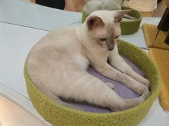 -COLOR PETS 撸猫馆·购猫·猫咖(长风大悦城店)