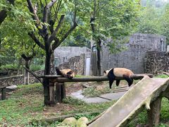 -都江堰中华大熊猫苑