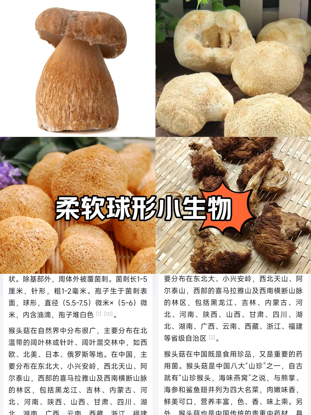 猴脑菌菜谱图片