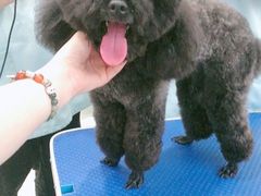 -福懋动物医院·犬猫全科·外科·重症科(杏林分院)