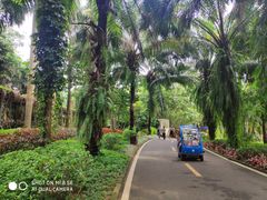 -广东茂名森林公园