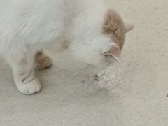 -共舞时光猫咖·狗咖(新街口店)