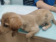 -宠福鑫康馨动物医院·骨科·眼科