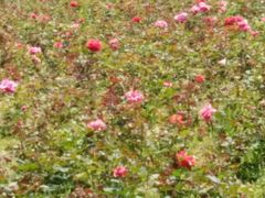 -漩门湾国家湿地公园