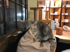 -more than meow吴止猫主题餐厅(承德 中船汇店)