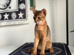 -喵zoo家庭繁育猫舍(尖东智能花园店)