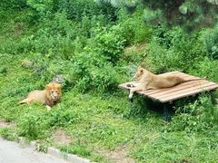 -大连森林动物园