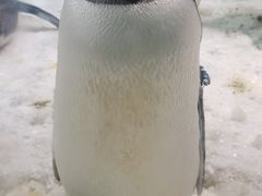 -大连圣亚海洋世界