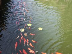 -蛇蟠岛
