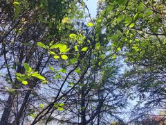 -昆山城市生态森林公园